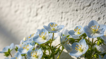 Clusters of small, light blue wildflowers with yellow centers are presented. The flowers are set against a textured white wall, with soft lighting enhancing the details. The close-up composition highlights the blossoms, suggesting the image could be suitable for various design projects and editorial content.の素材