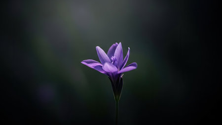 A close-up shot features a solitary purple flower, showcasing its delicate petals and stem. The image emphasizes the flower's form against a blurred, dark backdrop. The composition suggests a natural environment with soft lighting, suitable for various editorial and commercial applications. The image focuses on the beauty of nature.の素材