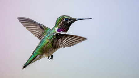 A hummingbird is captured mid-flight, showcasing vibrant green and iridescent feathers. The image reveals intricate wing detail and a slender beak. The background is a soft gradient of blue and white. The photograph could be used for wildlife publications, educational resources, or artistic designs.の素材