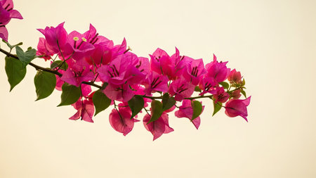 This image showcases vivid pink bougainvillea flowers blooming on a branch, set against a soft, warm beige background. The composition emphasizes the delicate petals and green leaves. It captures natural daylight, highlighting textures and shapes. Suitable for diverse applications, including decorative designs and editorial content.の素材