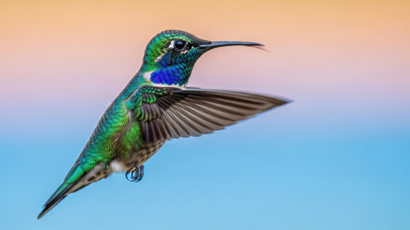 A hummingbird is captured in mid-flight, displaying iridescent green and blue plumage. The bird's wings are partially extended, showing their delicate structure. The background features a soft gradient of orange, pink, and blue hues. This image could be used for various purposes, including print and digital media.の素材