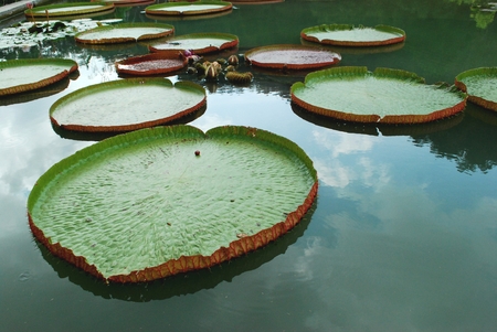 Victoria amazonicaの写真素材