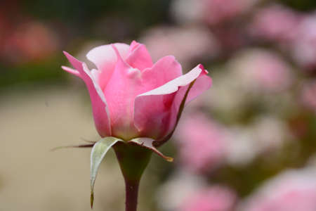 Roses in Santiago, Chileの写真素材