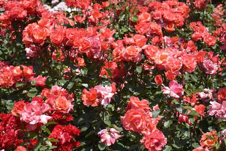 Roses in Santiago, Chileの写真素材