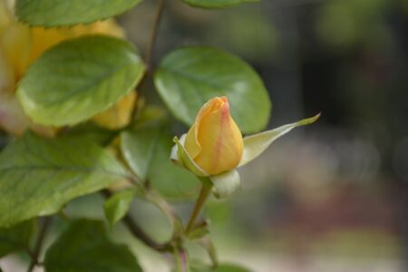 Roses in Santiago, Chileの写真素材