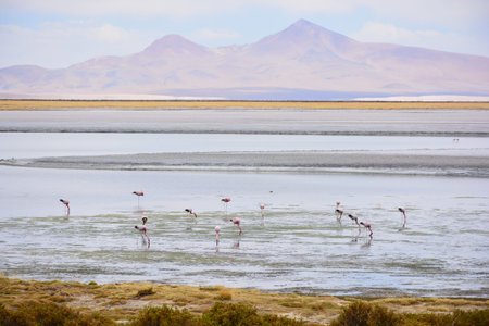 landscape in Atacama desert Chileの写真素材