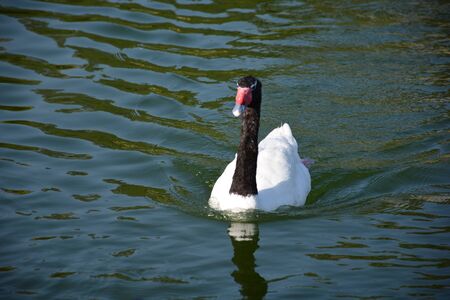 wild duck in Santiago Chileの写真素材