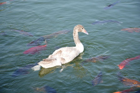 wild ducks in Santiago Chileの写真素材