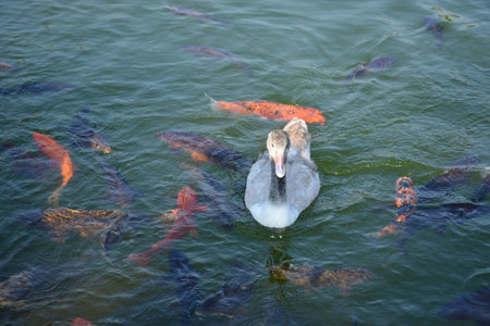 wild ducks in Santiago Chileの写真素材