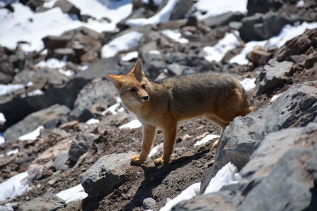 Wild Fox found roaming at a mountain during winter in Chileの写真素材