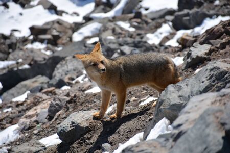 Wild Fox found roaming at a mountain during winter in Chileの写真素材