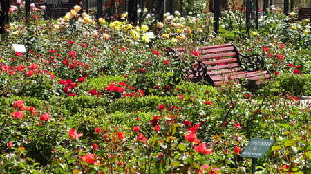 Rose garden in Santiago, Chileの写真素材