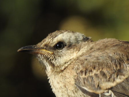 Close up picture of a birdの写真素材