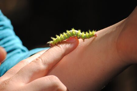 Caterpillar on a handの写真素材