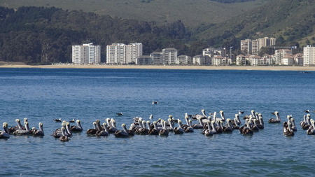 Pelicans birds at a beachの写真素材