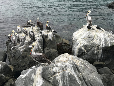Pelicans birds at a beachの写真素材