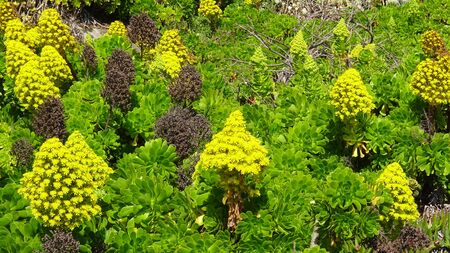 beach flowers, garden and natureの写真素材