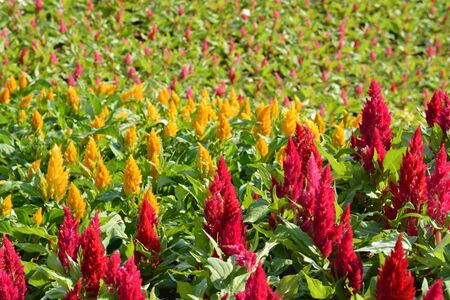Park, flowers, garden and nature in Thailandの写真素材