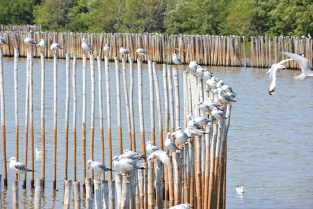Seagull birds flying at a beach in Thailandの写真素材