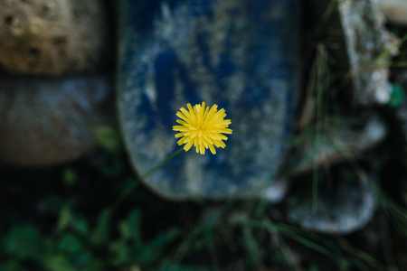 yellow garden flower with blue backgroundの写真素材