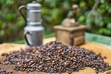 Coffee beans on a plantation in Gran Canariaの写真素材