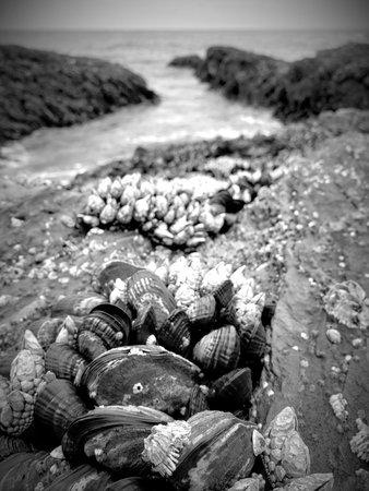 Mussel shells, macro, monochrome, Botanical Beach, BC.
