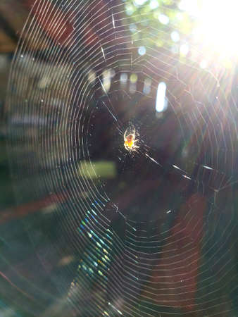 Spider on elegant web, filtered through sunlight.の写真素材