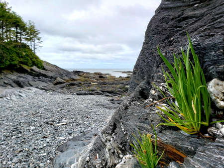 Wild air plant on rocky cliff, Botanical Beach, BC.の写真素材