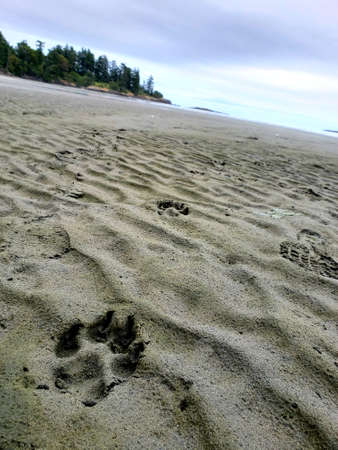 Paw print at the beach, Metchosin, BC.の写真素材