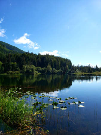 Lilypads at Fairie Lake, BC.の写真素材