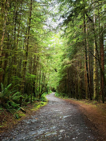 Winding forest trail.の写真素材