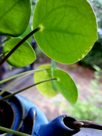Houseplant in teapotの写真素材