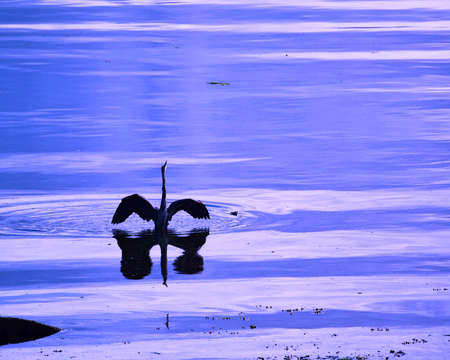 Great blue heron taking off from sea shore, Port Alice, BC.の写真素材