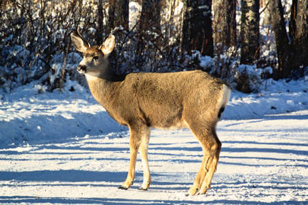 Deer in snow, Francois Lake, BC.の写真素材
