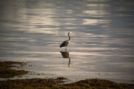 Great blue heron fishing in salt water, Port Alice, BCの写真素材