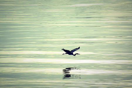 Heron in flight over ocean, Port Alice, BCの写真素材