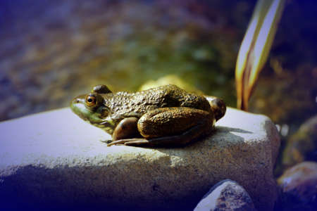Macro of common frog on pond-side rock.の写真素材