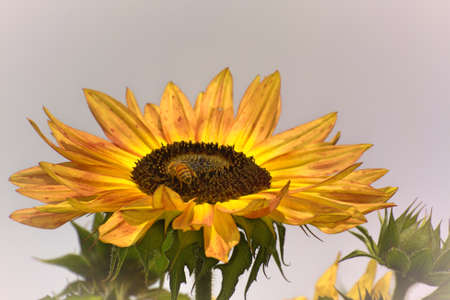 Honey bee on giant sunflower.の写真素材