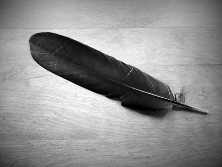 Crow feather on hardwood background.の写真素材