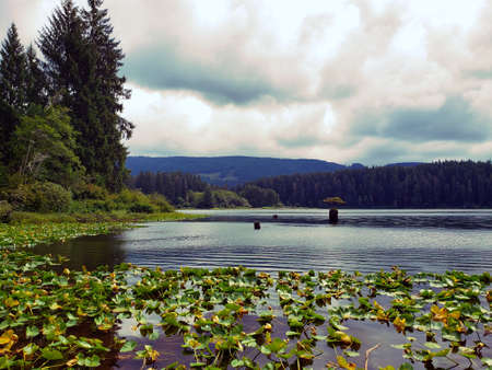 Lilypads surrounding lake with small tree growing in center.の写真素材