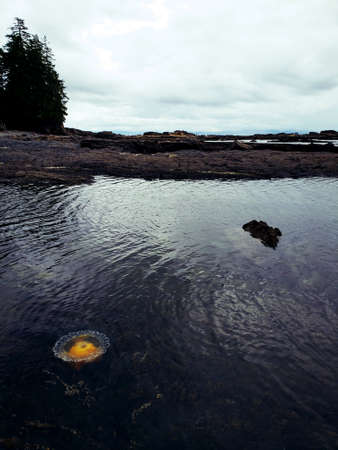 Jellyfish in tidal pool at Botanical Beach, BC.の写真素材