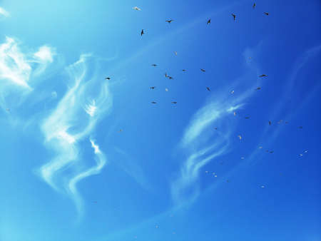 Birds soaring beneath wispy clouds.の写真素材
