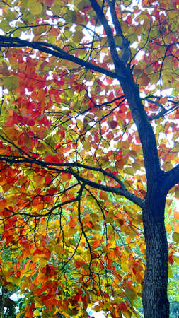 Autumn colored leavesの写真素材