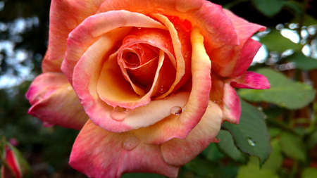 Rose with water droplets.の写真素材