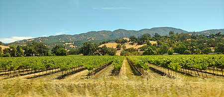 Orchard rows, mountain backdrop.の写真素材