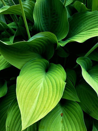 Hosta plant leaves.の写真素材