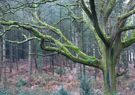 Oak tree