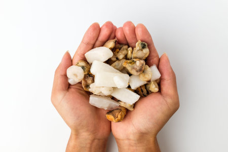 Squid and shellfish, Mussels and scallops and clams, Frozen food