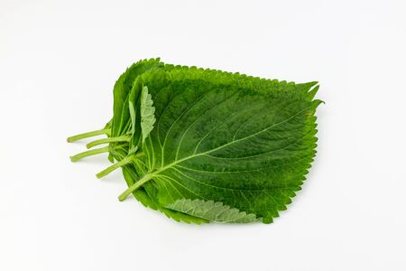 Green big leaves.の写真素材