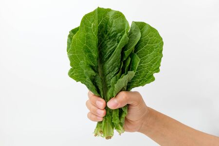 Large leaf lettuce. Plants eaten by the Romans. Salad ingredientsの写真素材